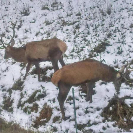 U Joli アパート Piwniczna-Zdroj